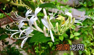 金银花蜂蜜的功效与作用及食用方法 金银花蜂蜜食用方法