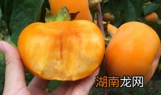 脆柿子的制作方法 怎样做脆柿子