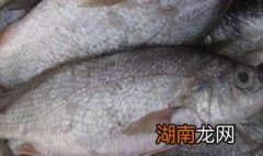 冷冻白姑鱼 冷冻姑鱼是什么鱼