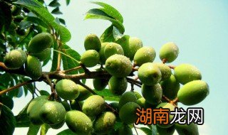 橄榄煲汤橄榄要去核吗 橄榄煲汤要不要去核