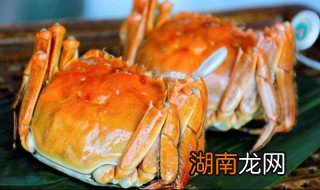 公蟹母蟹什么时候吃 螃蟹什么时候吃公什么时候吃母