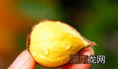 怎么剥板栗 怎么剥板栗子皮