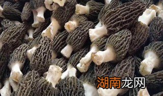 鲜的羊肚菌怎么做好吃 鲜的羊肚菌怎么做