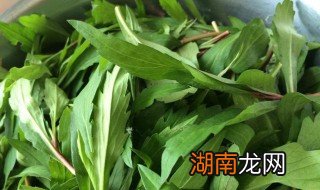 苋菜的营养价值 苋菜的营养价值有哪些