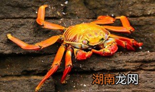 螃蟹怎样做好吃 螃蟹的做法