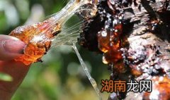 桃胶有怎样的做法 桃胶做法推荐