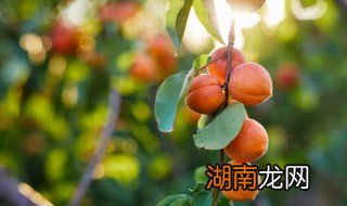 如何洗杏 清洗杏的方法