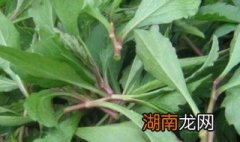 野菜种类有哪些 野菜种类有哪些种类