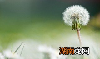 晒干的蒲公英怎么泡水 干的蒲公英如何泡水