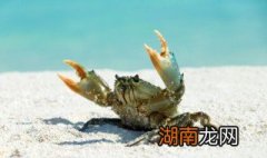 海蟹怎么蒸好吃 海蟹怎么蒸好吃蒸多长时间熟