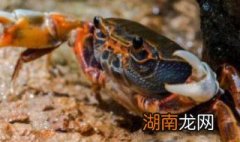 冷水煮螃蟹需要多长时间 冷水煮螃蟹需要多长时间好