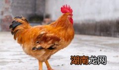 大公鸡怎么做好吃 大公鸡怎么做好吃视频