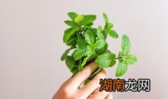 薄荷炒瘦肉的正确方法 薄荷炒瘦肉的正确方法窍门