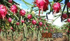 火龙果的吃法大全 火龙果的吃法大全视频