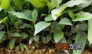 五指毛桃苗要用什么肥 五指毛桃苗要用什么肥料好