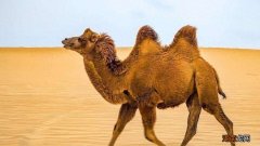 除了骆驼还有哪些动物种类 沙漠里有什么动物