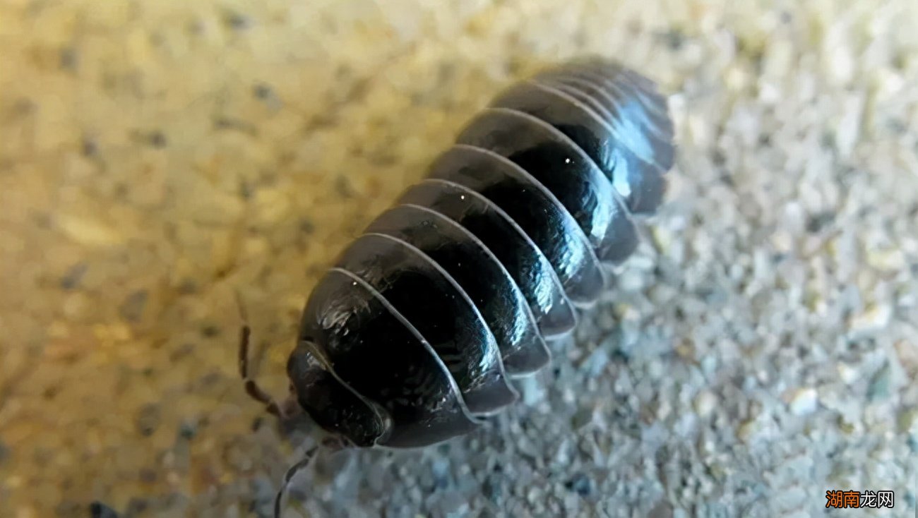 鼠妇的危害与作用 鼠妇是害虫还是益虫