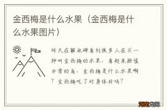 金西梅是什么水果图片 金西梅是什么水果