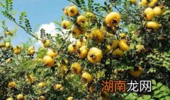 刺梨高产栽培方法 刺梨高产栽培方法图片