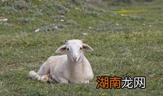 怎样炖羊肉胡萝卜好吃 具体的制作步骤是怎样的