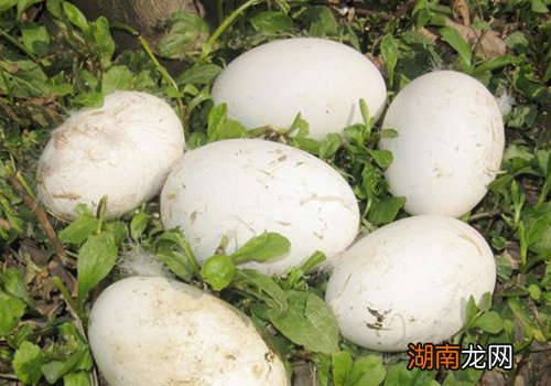 鹅蛋的营养价值及功效