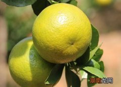 橘子有多少种品种名字及图片