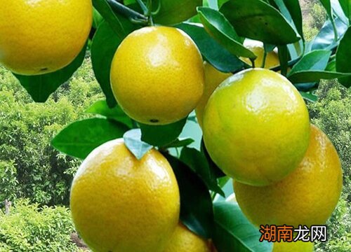 橘子有多少种品种名字及图片