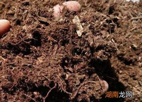 营养土正确使用要点 买的营养土怎么用效果最好