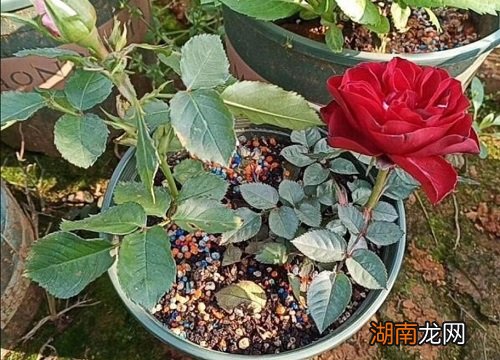 营养土正确使用要点 买的营养土怎么用效果最好