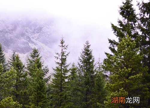 一般在几月扦插合适 松树扦插繁殖方法和时间