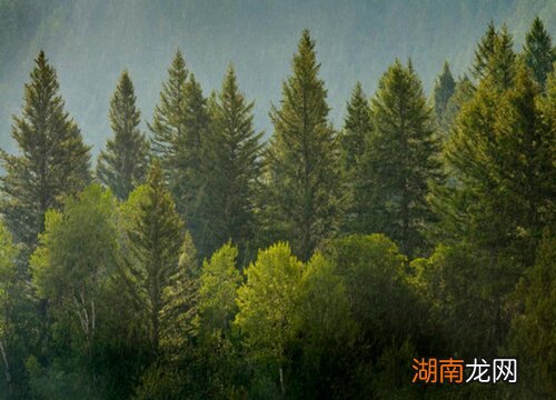 一般在几月扦插合适 松树扦插繁殖方法和时间