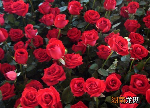 送玫瑰花朵数的含义及花语寓意