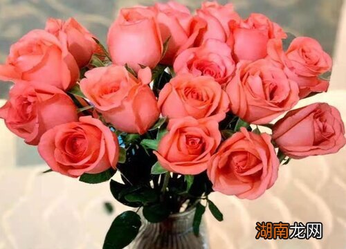 送玫瑰花朵数的含义及花语寓意