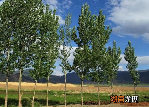 尤其是象征了什么品质 白杨树的特点象征意义是什么