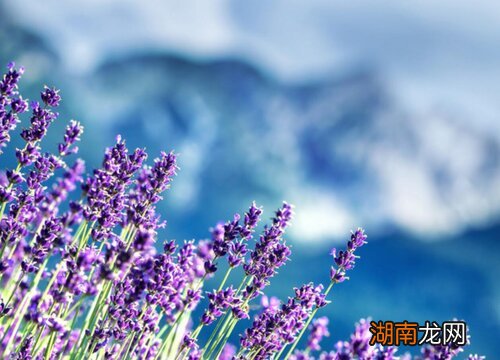 薰衣草是什么季节开的花 薰衣草是花吗