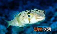 正宗河豚制作方法 正宗河豚制作方法简述