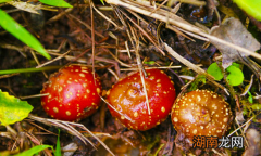 野地瓜的营养价值功效 野地瓜的营养价值