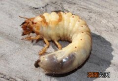 蛴螬的营养价值 蝤蠓的营养价值