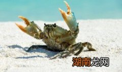 梭子蟹为什么不能清蒸 梭子蟹为什么不能清蒸吃起来像豆腐渣