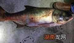 大条花鲢怎么做 大花鲢怎么做好吃