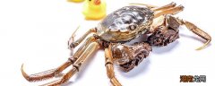 螃蟹什么时候最肥最好吃 九雌十雄什么意思