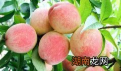 水蜜桃可以放冰箱冷藏吗？ 水蜜桃能不能放冰箱