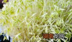 生黄豆芽最简单的方法窍门 黄豆怎么生豆芽窍门