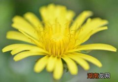 蒲公英枸杞能一起泡吗功效 蒲公英枸杞能一起泡吗