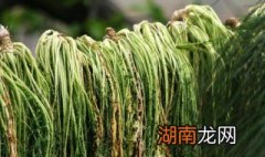 雪菜怎么腌制 腌制雪菜方法简单介绍