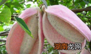 八月瓜有哪些吃法和做法 八月瓜有哪些吃法