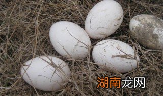 鹅蛋做法大全简单好吃视频 鹅蛋做法大全简单好吃