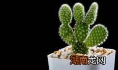 仙人掌果怎么榨汁 仙人掌果果汁的做法