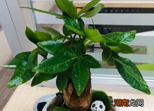 发皱变干还能缓过来吗 发财树树干皱皱的是什么原因