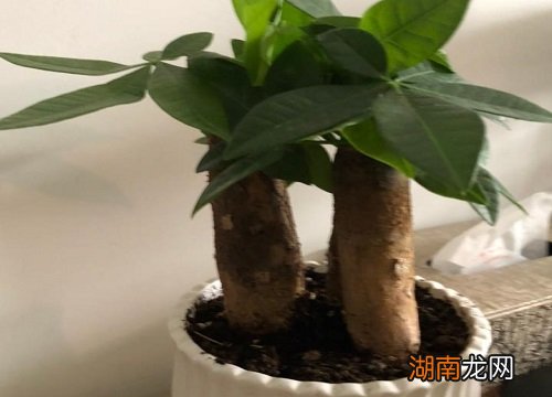 发皱变干还能缓过来吗 发财树树干皱皱的是什么原因